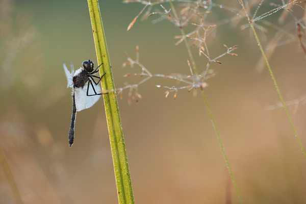 Zwarte heidelibel - Sympetrum danae