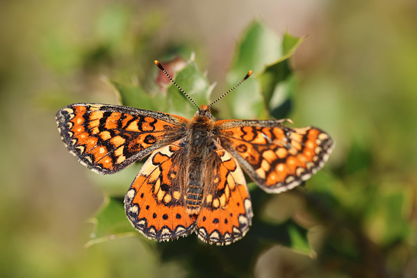 Mozaiekparelmoervlinder - Euphydryas desfontainii