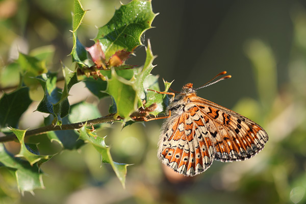 Mozaiekparelmoervlinder - Euphydryas desfontainii