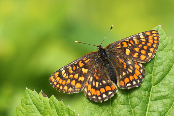 Oranjebonte parelmoervlinder - Euphydryas intermedia