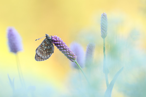 Ringoogparelmoervlinder - Boloria eunomia