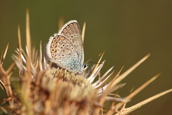 Corsicaans heideblauwtje - Plebejus argus corsicus