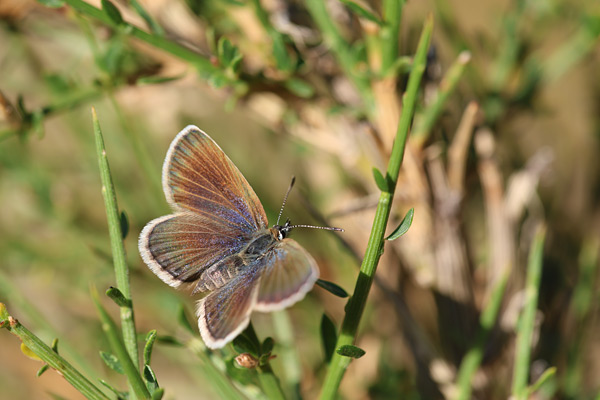 Corsicaans heideblauwtje - Plebejus argus corsicus