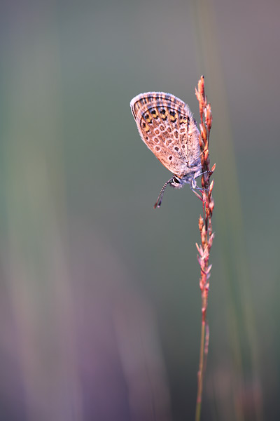 Corsicaans heideblauwtje - Plebejus argus corsicus