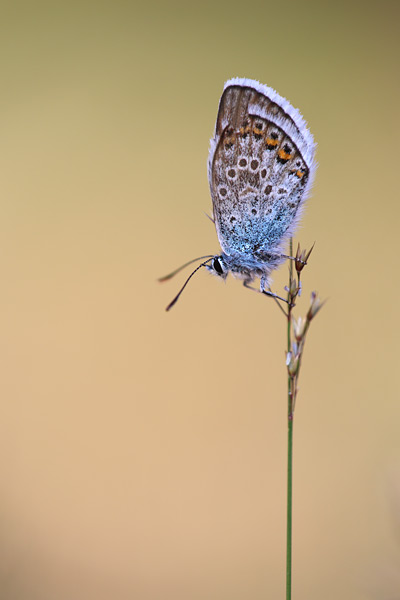 Corsicaans heideblauwtje - Plebejus argus corsicus