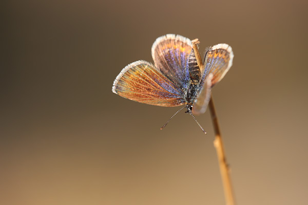 Corsicaans heideblauwtje - Plebejus argus corsicus