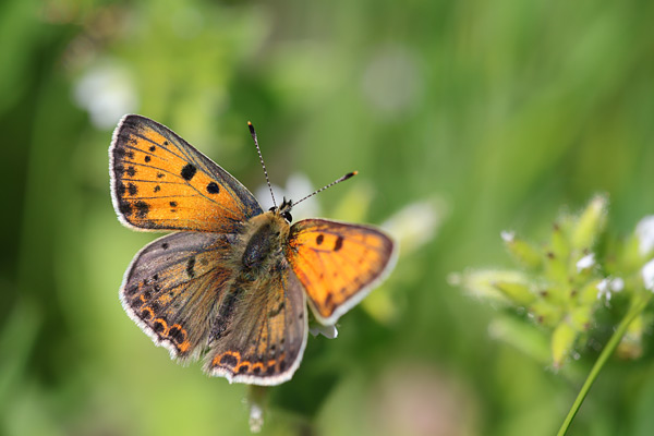 Iberische bruine vuurvlinder - Lycaena bleusei