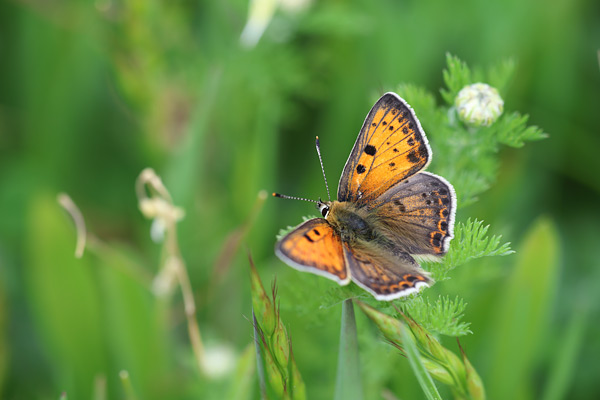 Iberische bruine vuurvlinder - Lycaena bleusei