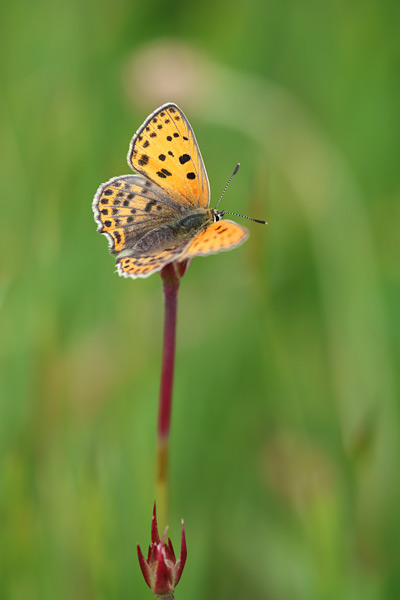 Iberische bruine vuurvlinder - Lycaena bleusei