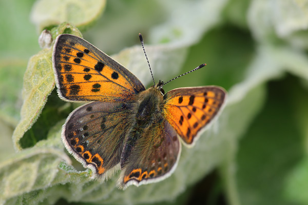 Iberische bruine vuurvlinder - Lycaena bleusei