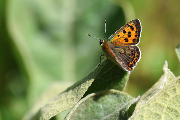 Iberische bruine vuurvlinder - Lycaena bleusei