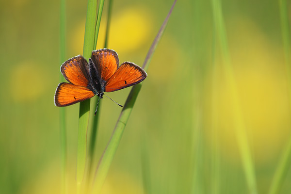 Rode vuurvlinder - Lycaena hippothoes