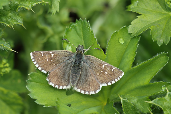 Donker spikkeldikkopje - Pyrgus cacaliae