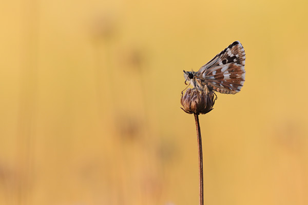 Rood spikkeldikkopje - Pyrgus cirsii