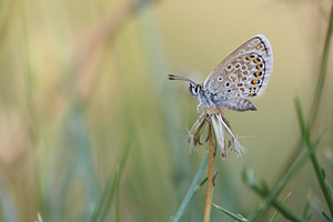 Corsicaans heideblauwtje - Plebejus argus corsicus